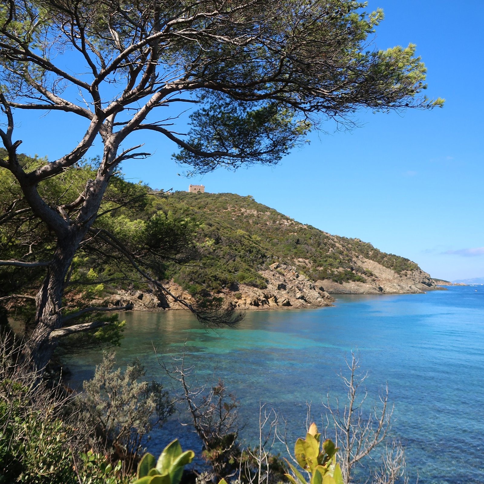 Île de Port-Cros, au large de la ville d’Hyères, pin sur la